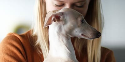 Woman holding Italian Greyhound dog