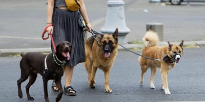 Woman walking 3 dogs