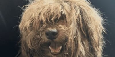 Woolly la chienne