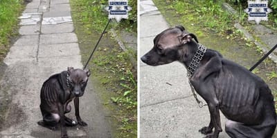 Wychudzony pies porzucony przez opiekunkę