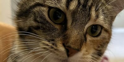 Wynter la chatte