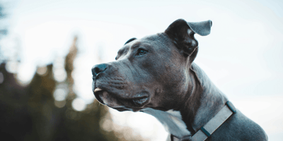 XL bully standing outside