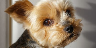 A Yorkshire Terrier