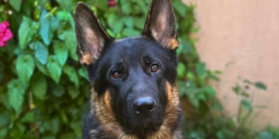 Yukee, un berger allemand à adopter