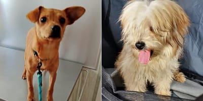 yvette-anselmo-perros-abandonados-perrera-granada