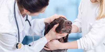 zacieki pod oczami u psa