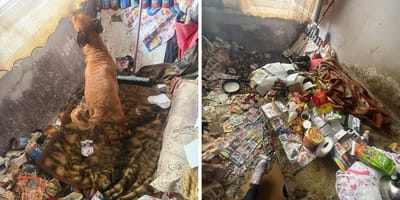 Zaniedbane mieszkanie w Sosnowcu