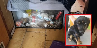 vernachlässigter Hund