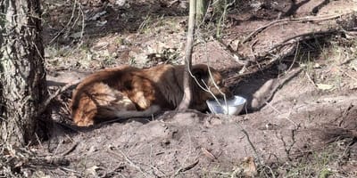 Zaplątany pies dostaje wodę