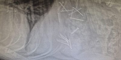 Zdjęcie RTG żołądka psa