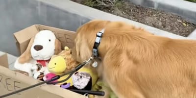 Zebby entdeckt einen Karton
