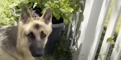 Zeus le chien