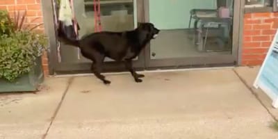 Ziggy il cane