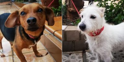 zoe-campanilla-perras-maltratadas