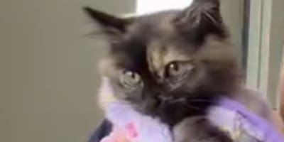 Zoe le chaton