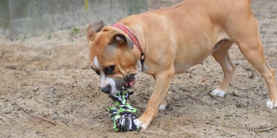 Zoey is op zoek naar een nieuw baasje. Adopteer jij haar?