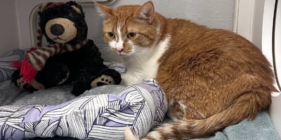 Zoey the cat and his bear