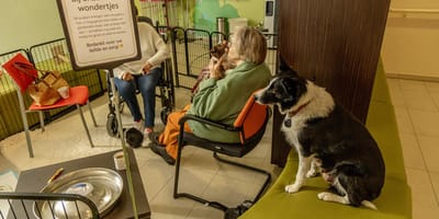 Zorghond Mia, haar pups en enkele bewoners die de pups helpen verzorgen