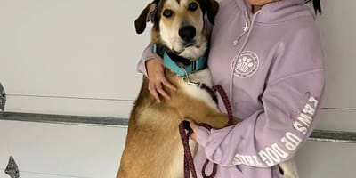 Chien ramené au refuge