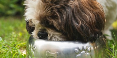 Zwaar verwaarloosde hond in Maashees