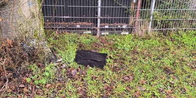 Zwei Automatten im Gras