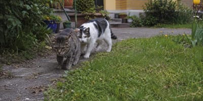 Zwei Freigängerkatzen