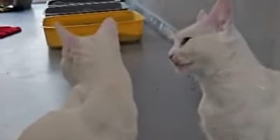 Zwei weiße Tierheim-Katzen