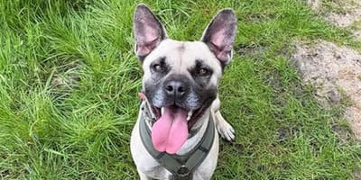 Zwerfhond Sheldon afgemaakt vlak voordat hij nieuw thuis zou krijgen