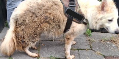 Zwitserse herdershond in Zaandam onder erbarmelijke omstandigheden gevonden