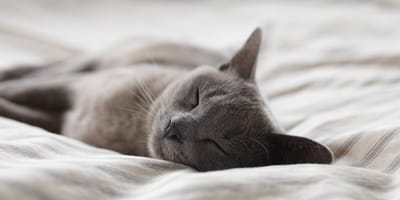 Hätten Sie lieber eine ruhige oder eine aktive Katze?