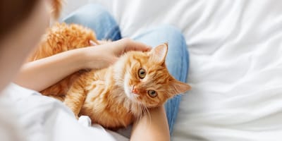 Wie sieht das perfekte Verhältnis zu Ihrer Katze aus?