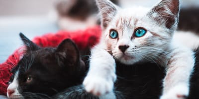 Beispiel für den Katzenrassen-Test