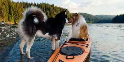 Wie aktiv soll Ihr Hund sein?