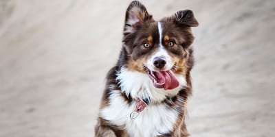 Welchen Charakter soll Ihr Hund haben?