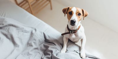 Wie lange wäre Ihr Hund täglich alleine?