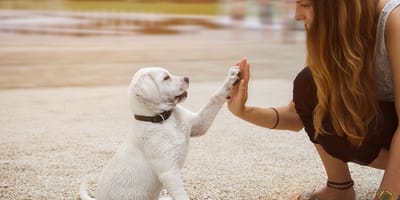 Wie gut kennen Sie sich mit Hunden aus?