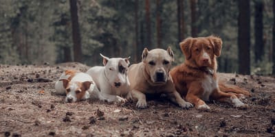 Wie groß soll Ihr Hund sein?