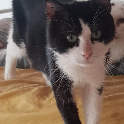 Edmond Chat Blanc Noir De 4 Ans Chat Male Adulte A Adopter