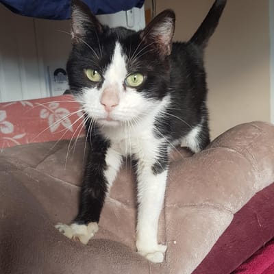 Edmond Chat Blanc Noir De 4 Ans Chat Male Adulte A Adopter