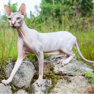 Beispiel Don Sphynx