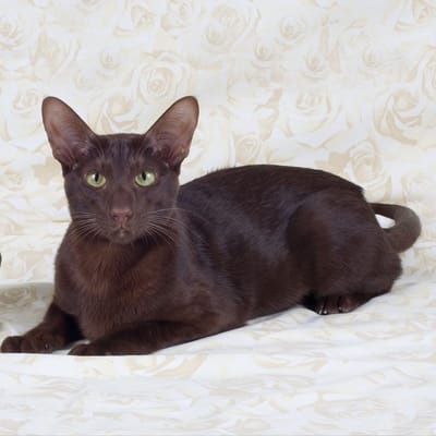 Beispiel Havana Katze