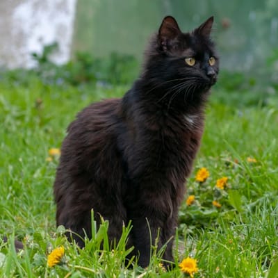 Illustration York Chocolat