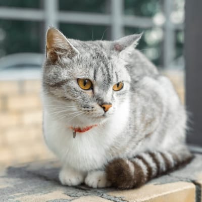 Illustrazione American Wirehair