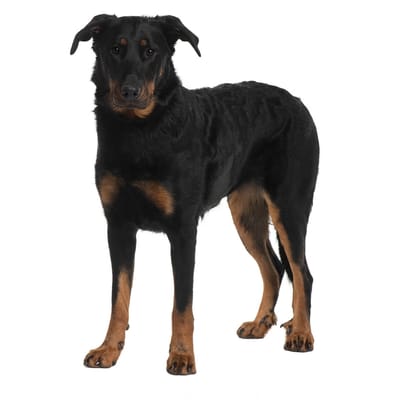 Illustratie Beauceron