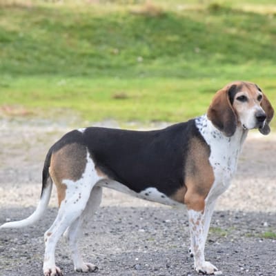 Illustrazione Beagle Harrier