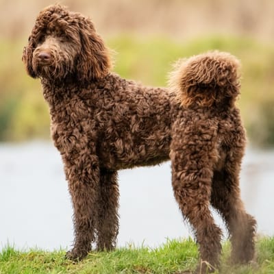 Illustrazione Bernedoodle