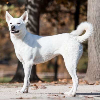 Beispiel Kanaan-Hund