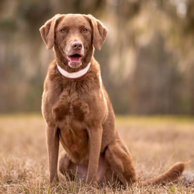 Beispiel Chesapeake Bay Retriever