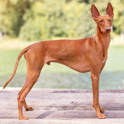 Ilustración Cirneco del Etna