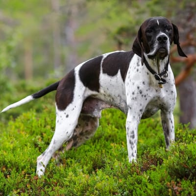 Illustration Pointer anglais